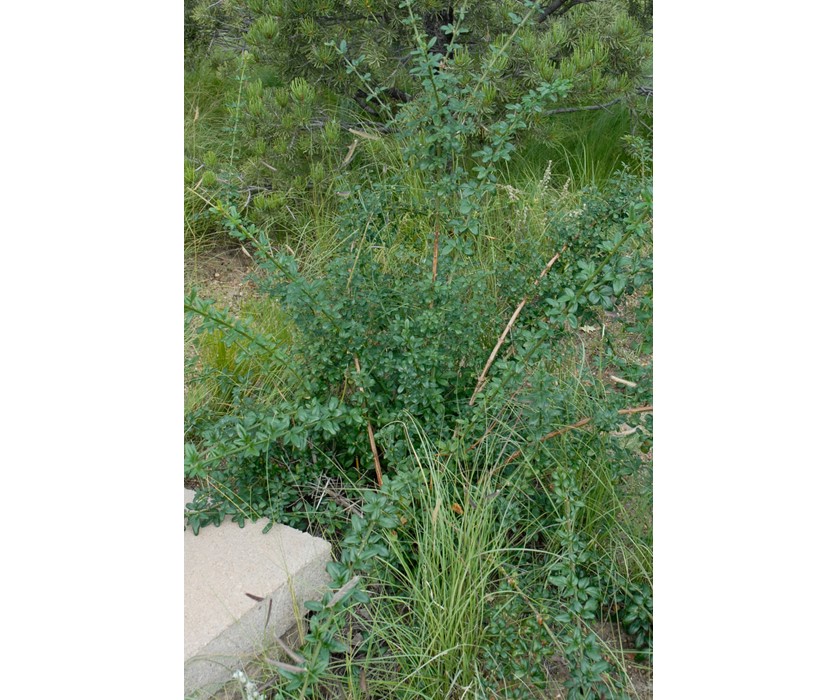 Winter Jasmine